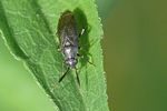 miridae-heterocordylus-tumidicornis2-foto-auer