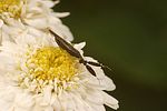 miridae-heterotoma-planicornis-foto-erezuma