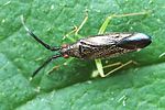miridae-heterotoma-planicornis-foto-fgrose
