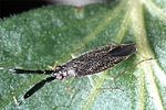 miridae-heterotoma-planicornis-foto-guenther