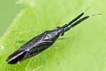 miridae-heterotoma-planicornis-foto-metzler