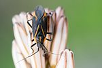 miridae-horistus-infuscatus-foto-metzer