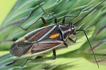 miridae-horistus-orientalis-foto-metzer