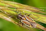 miridae-horistus-orientalis-foto-wmueller