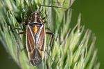 miridae-horistus-orientalis2-foto-metzer