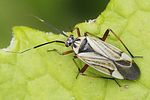 miridae-horwathia-lineolata-foto-flechtmann