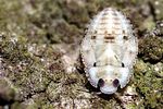 miridae-isometopus-intrusus-foto-guenther