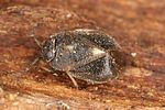 miridae-isometopus-intrusus-foto-rieger