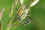 miridae-leptopterna-dolabrata-couple-foto-devillers