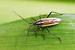 miridae-leptopterna-dolabrata-foto-fgrose