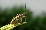 miridae-leptopterna-dolabrata-foto-wmueller