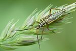 miridae-leptopterna-dolabrata-juv-foto-auer