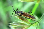 miridae-leptopterna-dolabrata-male-foto-auer