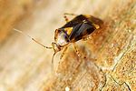 miridae-liocoris-tripustulatus-foto-fgrose
