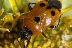 miridae-liocoris-tripustulatus-foto-jacinto