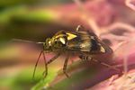 miridae-liocoris-tripustulatus-foto-koehler