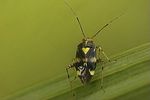 miridae-liocoris-tripustulatus-foto-kozlowski