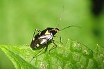 miridae-liocoris-tripustulatus-foto-wmueller