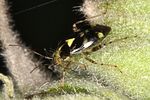 miridae-liocoris-tripustulatus2-foto-vanderkrieken