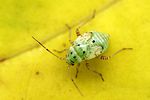 miridae-lygus-gemellatus-cfjuv-foto-fgrose