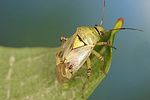 miridae-lygus-gemellatus-foto-altmann