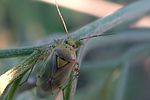 miridae-lygus-gemellatus-foto-auer