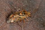 miridae-lygus-gemellatus-foto-dewilde