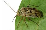 miridae-lygus-gemellatus-foto-dvorak