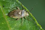 miridae-lygus-gemellatus-foto-furlin