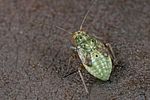 miridae-lygus-gemellatus-juv-foto-dewilde
