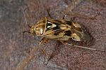 miridae-lygus-gemellatus2-foto-dewilde