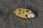 miridae-lygus-gemellatus3-foto-dewilde