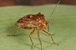 miridae-lygus-gemellatus4-foto-dewilde