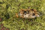 miridae-lygus-gemellatus6-foto-dewilde