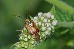miridae-lygus-pratensis-foto-furlin