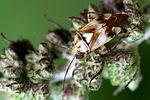 miridae-lygus-pratensis-foto-renke