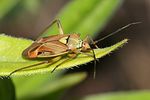 miridae-lygus-pratensis-foto-rindlisbacher