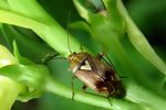 miridae-lygus-pratensis-foto-wmueller