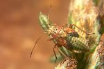 miridae-lygus-pratensis-juv-foto-koehler