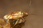 miridae-lygus-pratensis2-foto-koehler