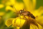 miridae-lygus-pratensis5-foto-koehler