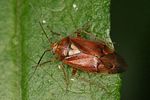 miridae-lygus-punctatus-cf-foto-altmann