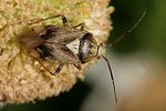 miridae-lygus-rugulipennis-female-foto-rindlisbacher