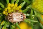 miridae-lygus-rugulipennis-female3-foto-rindlisbacher