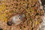 miridae-lygus-rugulipennis-female4-foto-rindlisbacher