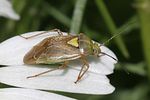 miridae-lygus-rugulipennis-female6-foto-rindlisbacher