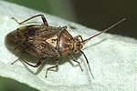 miridae-lygus-rugulipennis-foto-furlin