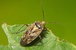 miridae-lygus-rugulipennis-foto-koehler