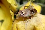 miridae-lygus-rugulipennis-foto-rindlisbacher