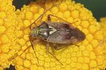 miridae-lygus-rugulipennis-male3-foto-rindlisbacher